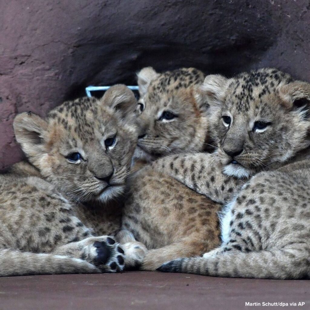 Three lion cubs huddle in the lion savannah in the Thuringian zoo park Erfurt, G...
