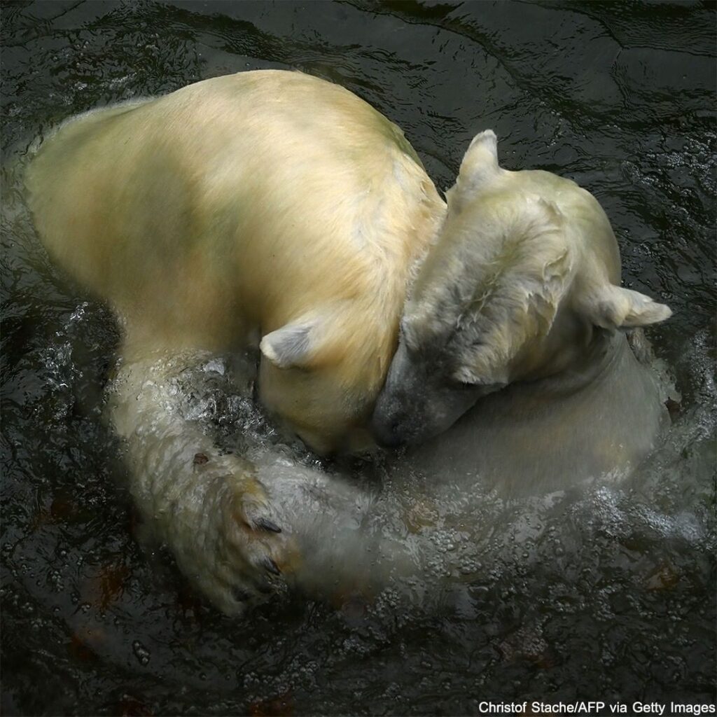 Polar bears Nanook and Nuna play together in their enclosure at the Hellabrunn z...