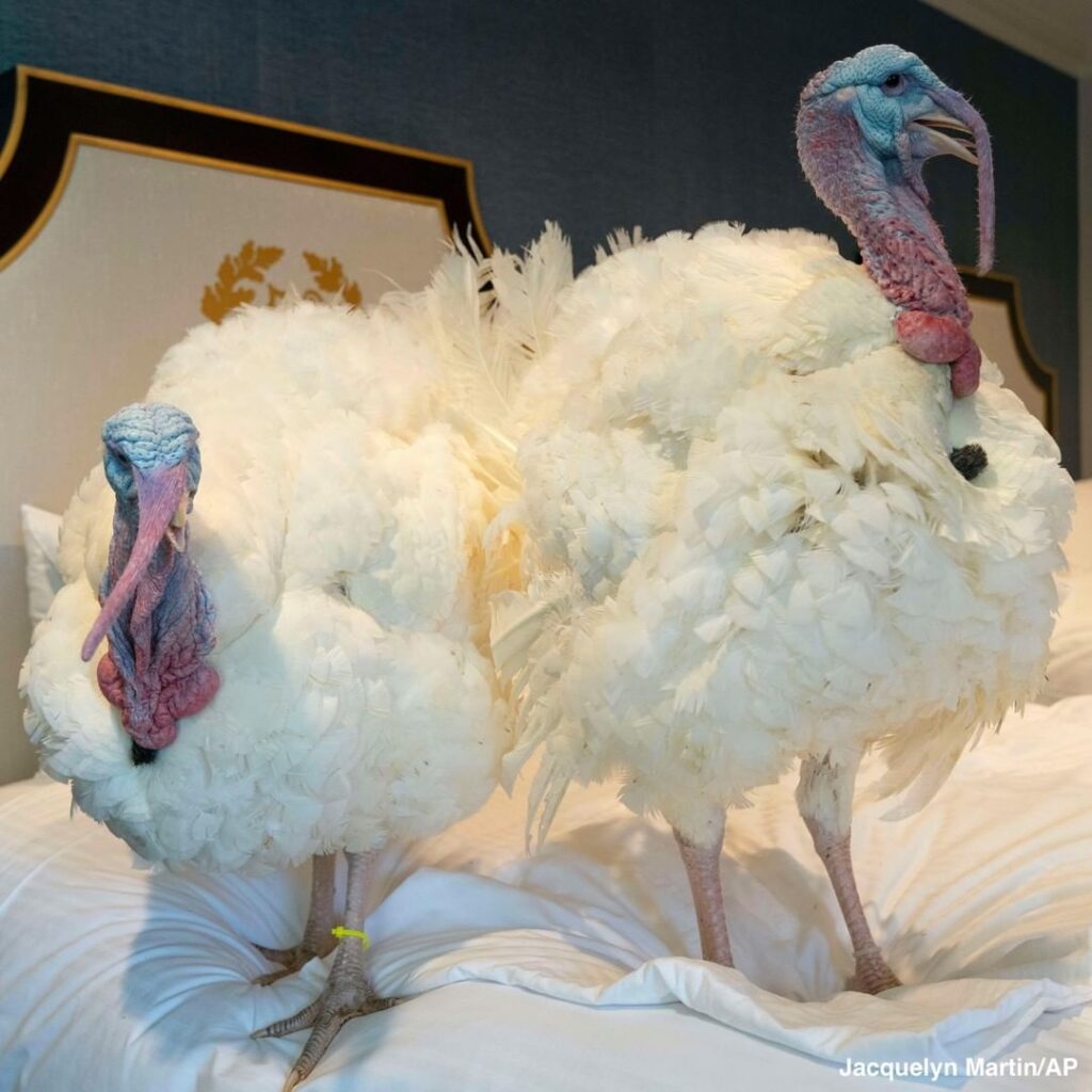 Two turkeys, named Corn and Cobb, relax in their hotel room at the Willard Hotel...